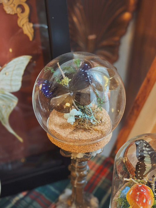Euploea Mulciber Butterfly Taxidermy in Glass Dome