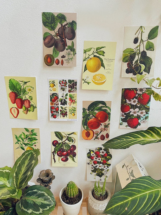 Fruits Postcard