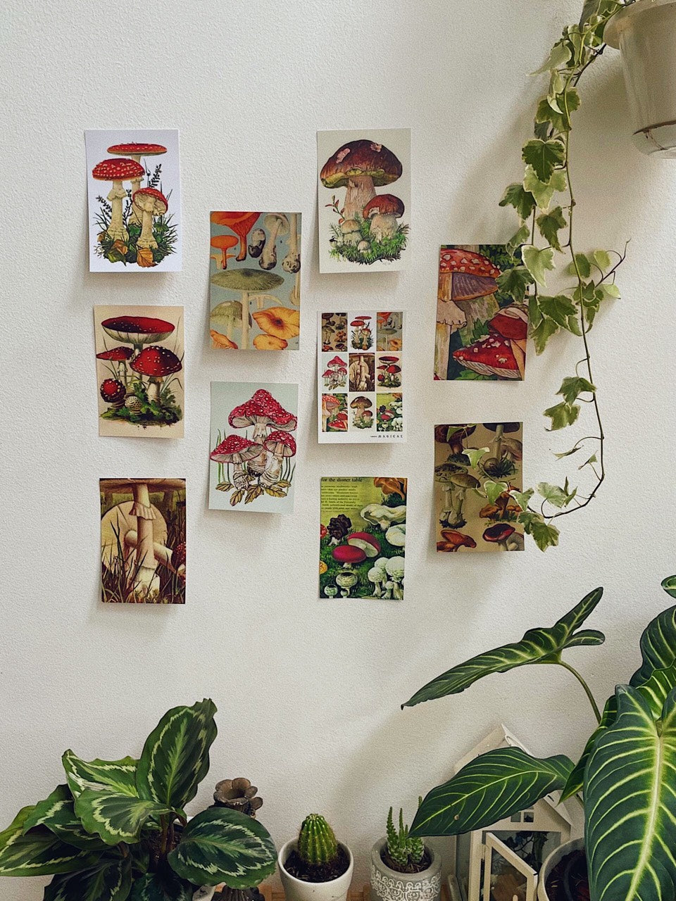 Magic Mushroom Postcard