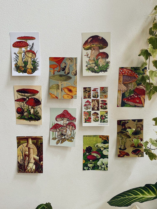 Magic Mushroom Postcard