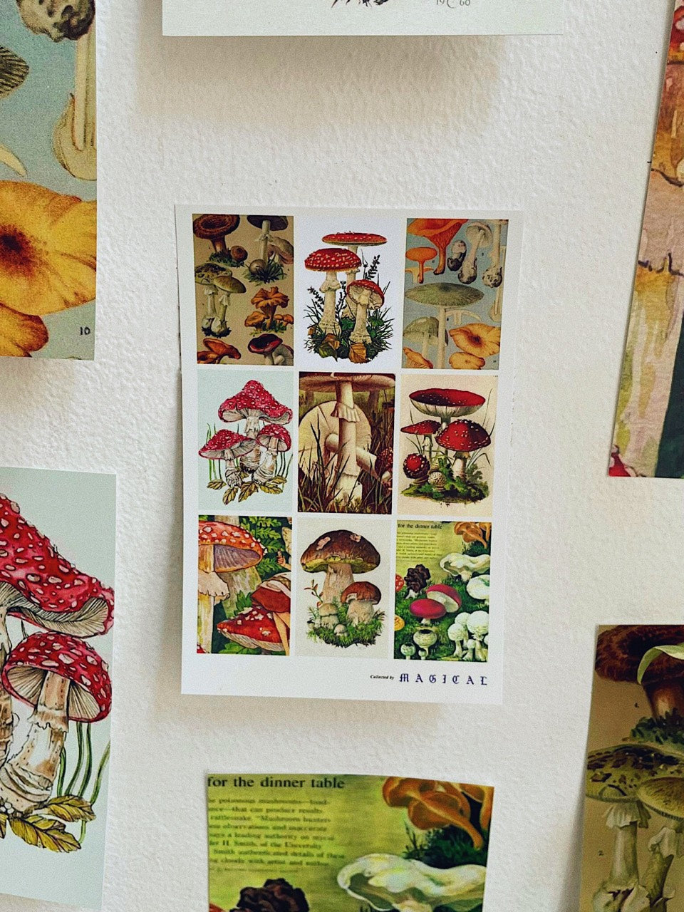Magic Mushroom Postcard