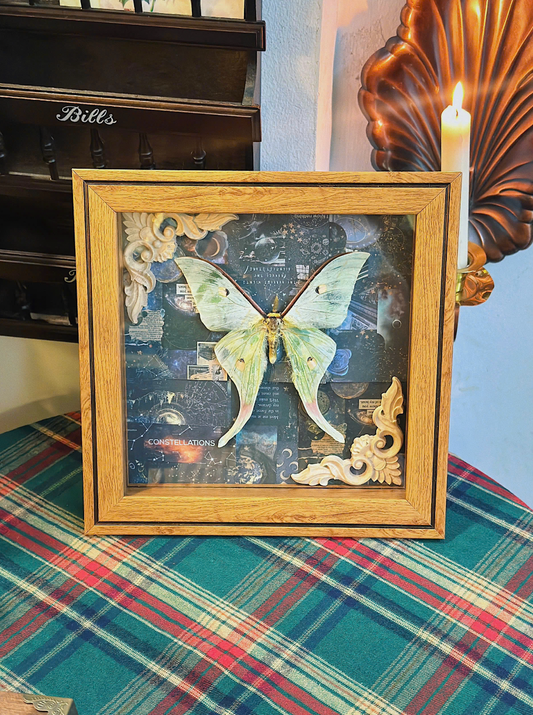 Actias Rhodopneuma Butterfly Taxidermy Shadow Frame