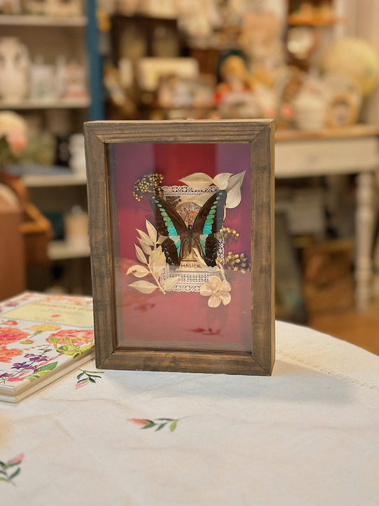 Graphium Sarpedon Butterfly Taxidermy Shadow Frame