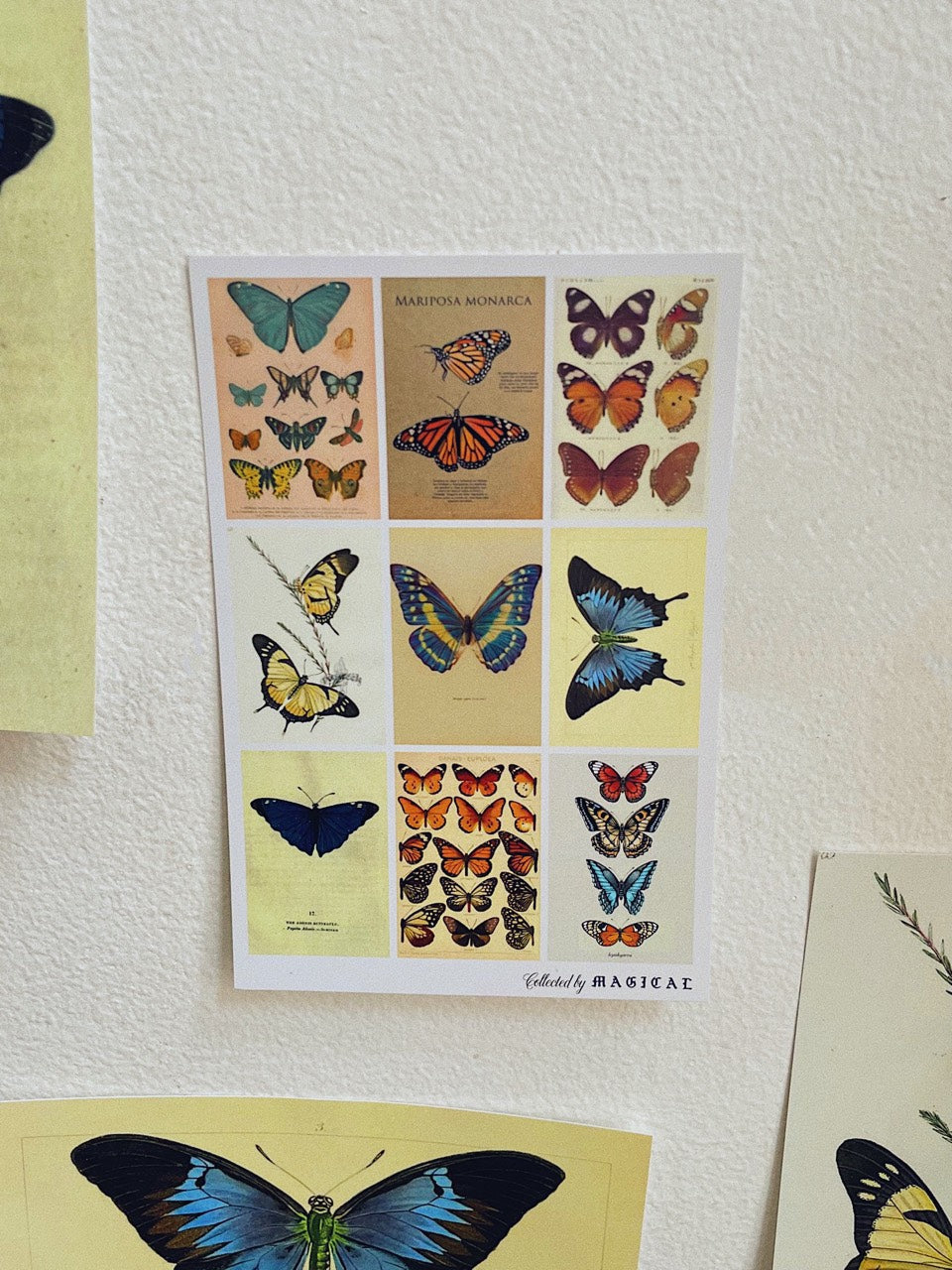 Butterflies Postcard