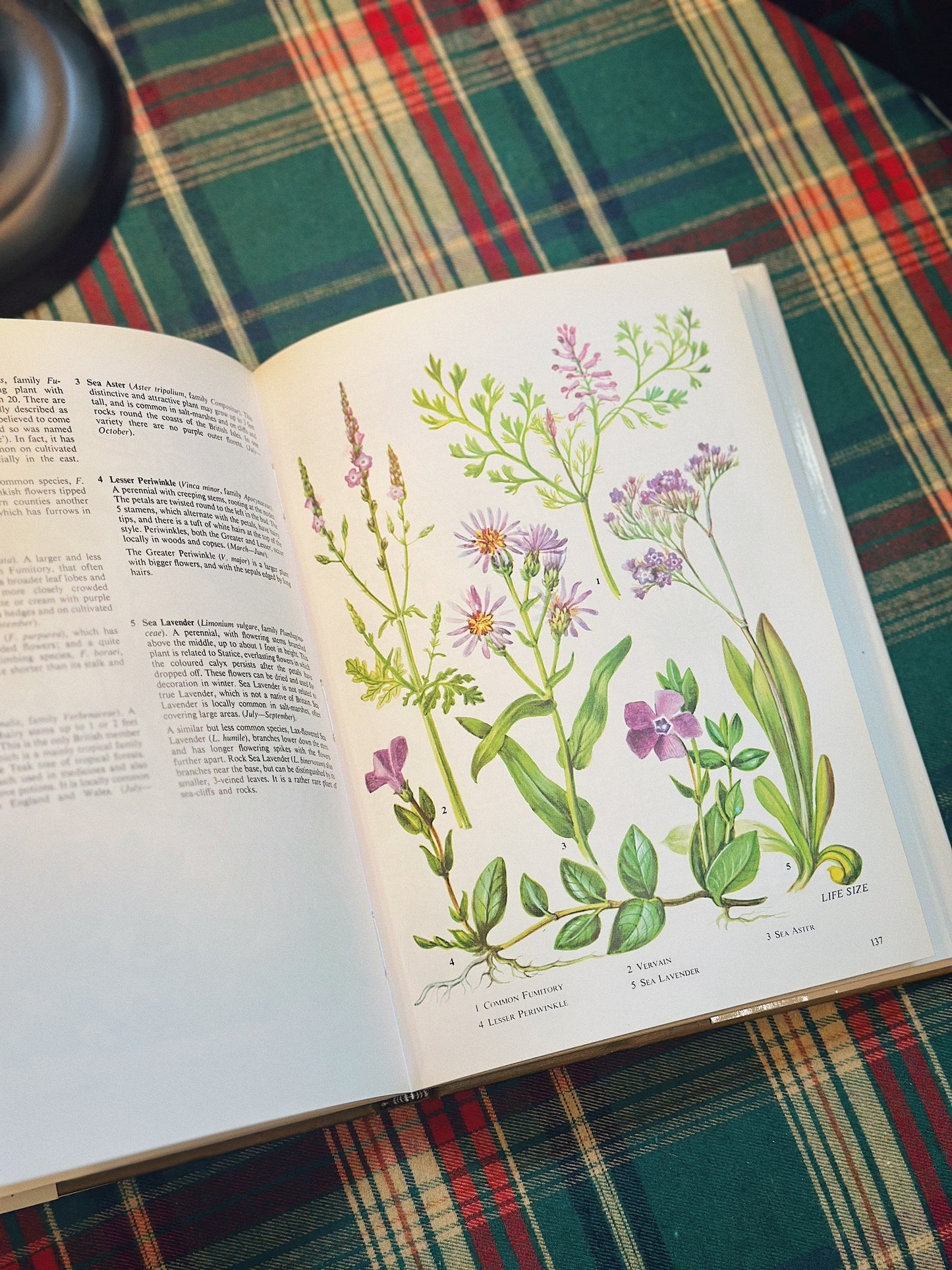 The Oxford Book of Wild Flowers