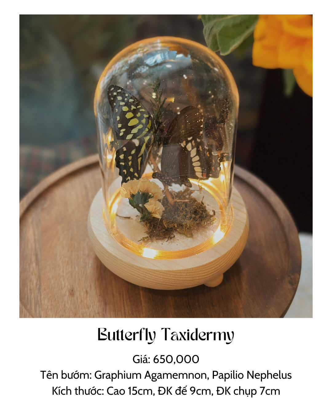 Butterfly Taxidermy by Magical Home Art