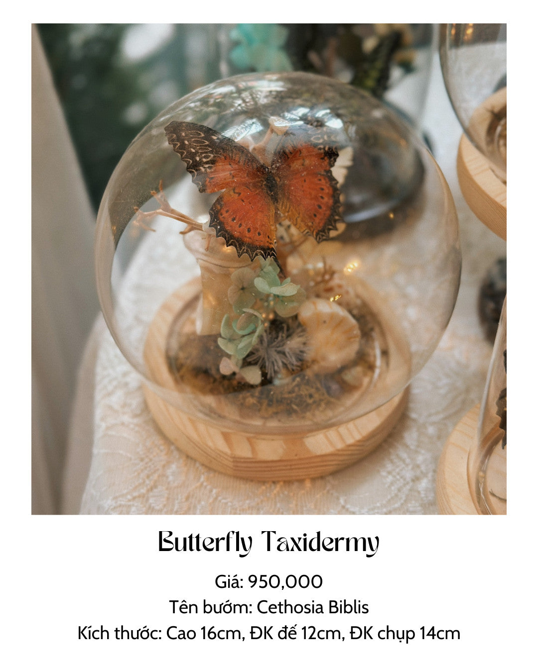 Butterfly Taxidermy by Magical Home Art